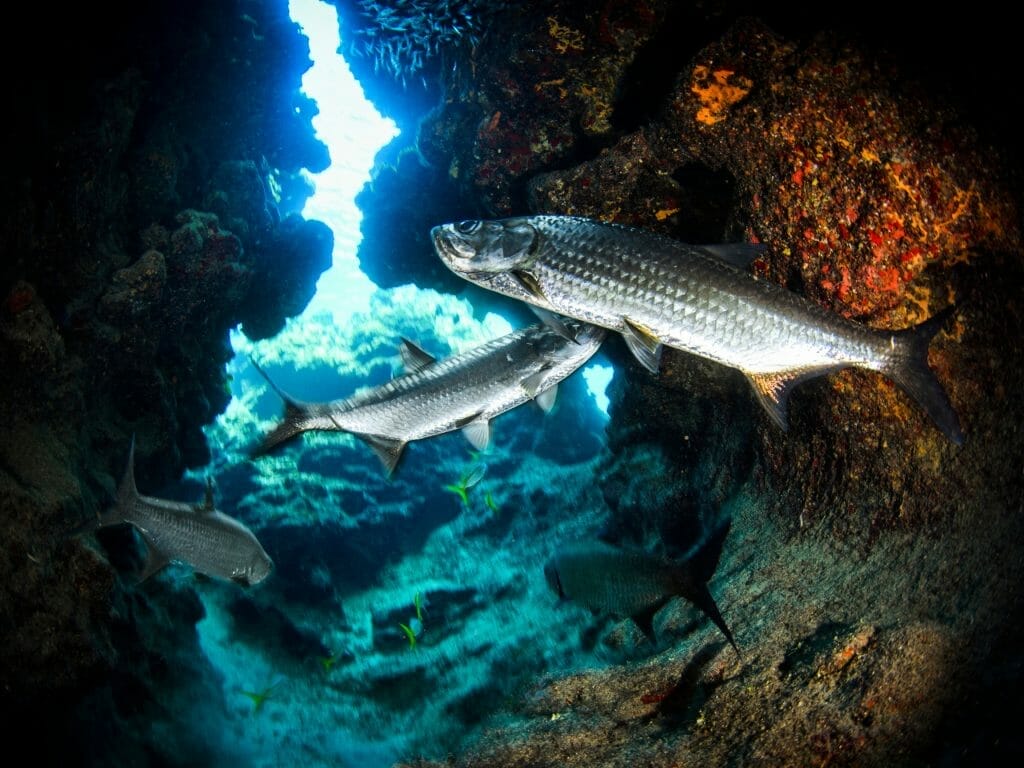 Kauai marine life