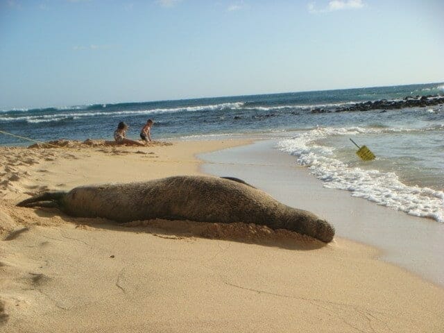 Kauai Beach Seal