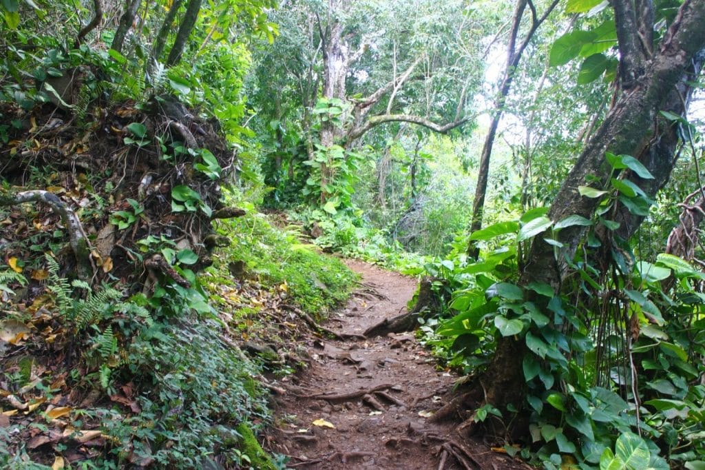 Beautiful Forest in Na Pali Coast