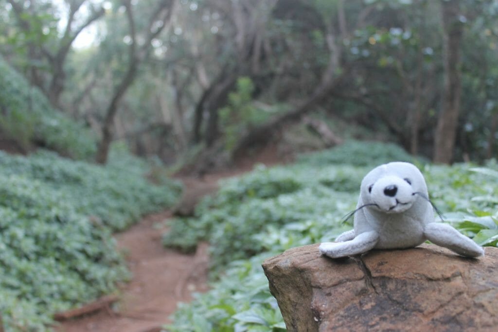 sea lion sitting on a stone