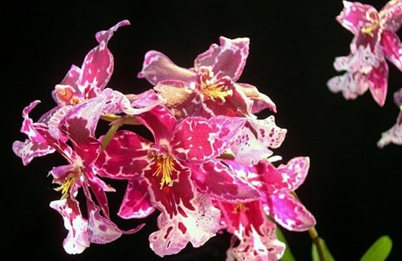 Orchid Society Spring Fantasy