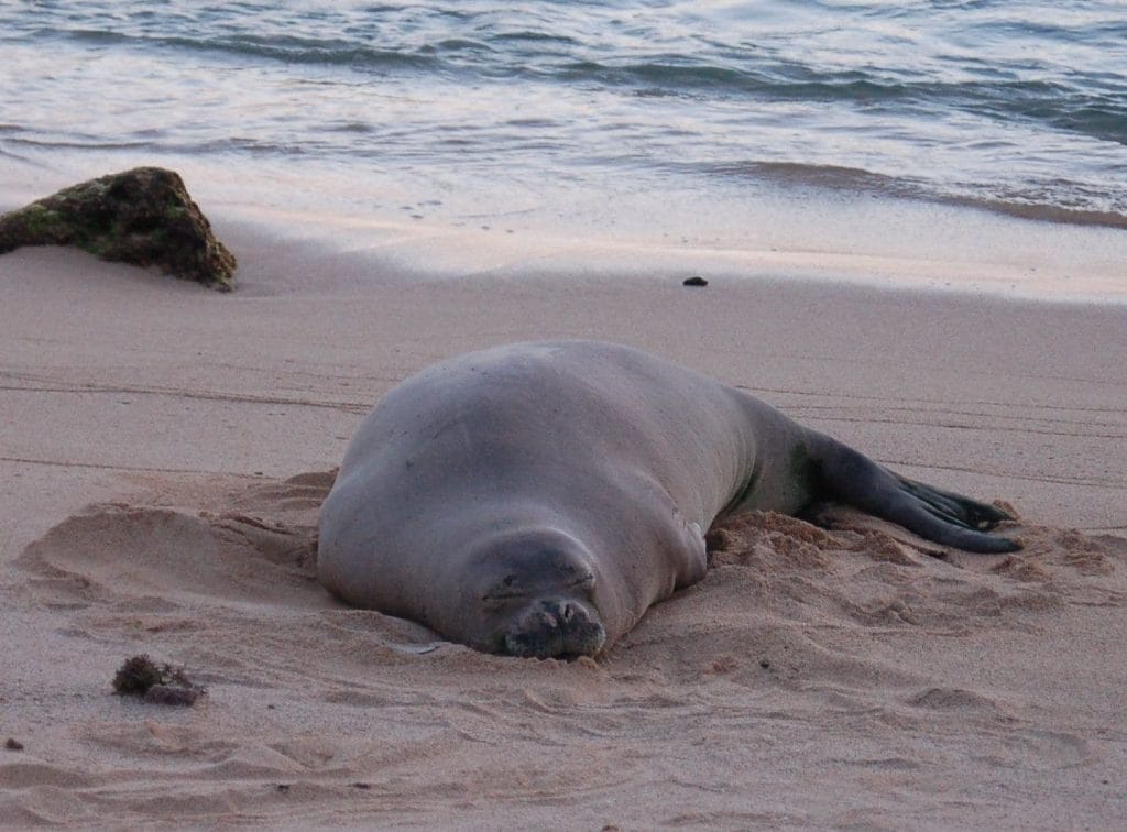 Poipu Hawaii Seal
