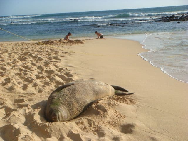 Smiling Poipu Beach Seal