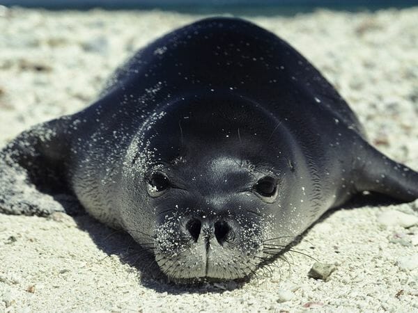 seal-kauai